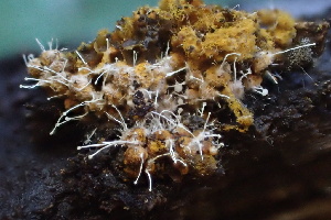  ( - HAY-F-007700)  @11 [ ] by-nc (2023) Damon Tighe Fungal Diversity Survey