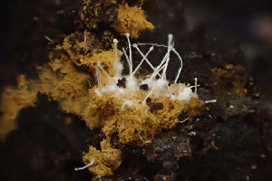  ( - HAY-F-007700)  @11 [ ] by-nc (2023) Damon Tighe Fungal Diversity Survey