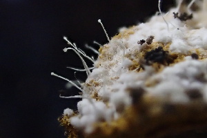  ( - HAY-F-007700)  @11 [ ] by-nc (2023) Damon Tighe Fungal Diversity Survey