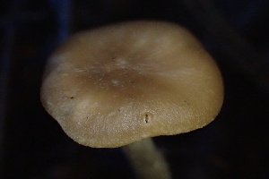  ( - HAY-F-007704)  @11 [ ] by-nc (2023) Damon Tighe Fungal Diversity Survey