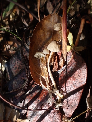  (Mycena sp. galopus-CA01 - HAY-F-007956)  @11 [ ] by-nc (2023) Sadie Hickey Fungal Diversity Survey