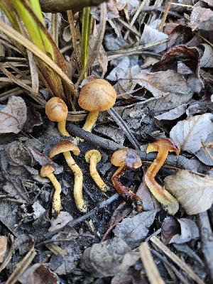  ( - HAY-F-007438)  @11 [ ] by (2023) Mandy Hackney Fungal Diversity Survey