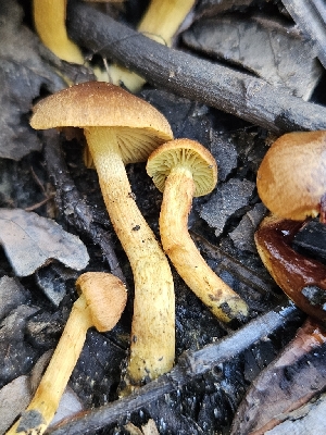  ( - HAY-F-007438)  @11 [ ] by (2023) Mandy Hackney Fungal Diversity Survey