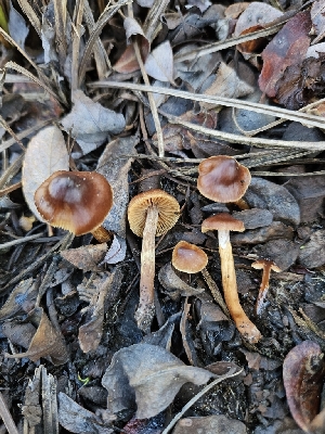  ( - HAY-F-007437)  @11 [ ] by (2023) Mandy Hackney Fungal Diversity Survey
