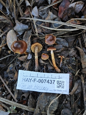  ( - HAY-F-007437)  @11 [ ] by (2023) Mandy Hackney Fungal Diversity Survey
