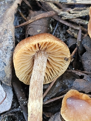  ( - HAY-F-007437)  @11 [ ] by (2023) Mandy Hackney Fungal Diversity Survey