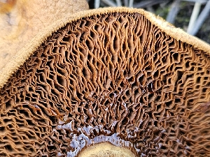  (Paxillus sp. IN01 - HAY-F-006738)  @11 [ ] by (2023) Mandy Hackney Fungal Diversity Survey