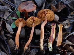  ( - HAY-F-006740)  @11 [ ] by (2023) Mandy Hackney Fungal Diversity Survey