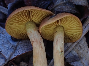  ( - HAY-F-006742)  @11 [ ] by (2023) Mandy Hackney Fungal Diversity Survey