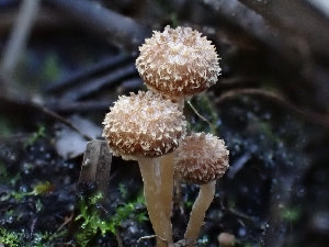  ( - HAY-F-006743)  @11 [ ] by (2023) Mandy Hackney Fungal Diversity Survey
