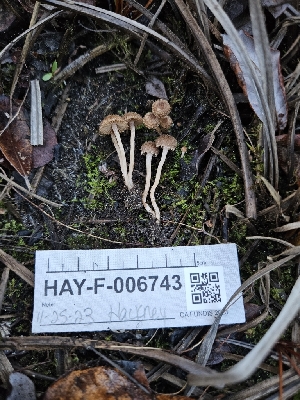  ( - HAY-F-006743)  @11 [ ] by (2023) Mandy Hackney Fungal Diversity Survey