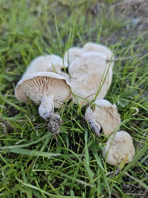  (Collybia rivulosa - HAY-F-006744)  @11 [ ] by (2023) Mandy Hackney Fungal Diversity Survey