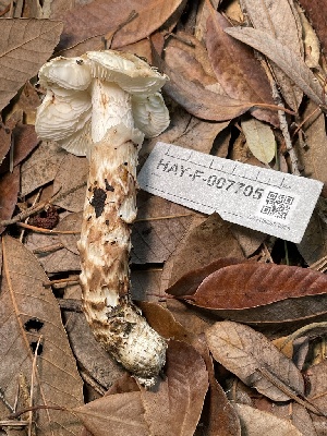  ( - HAY-F-007705)  @11 [ ] by-nc (2023) Damon Tighe Fungal Diversity Survey