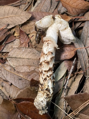  ( - HAY-F-007705)  @11 [ ] by-nc (2023) Damon Tighe Fungal Diversity Survey