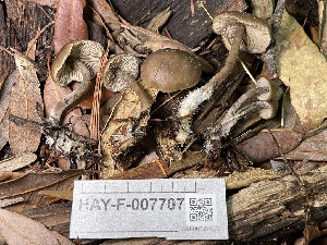  ( - HAY-F-007707)  @11 [ ] by-nc (2023) Damon Tighe Fungal Diversity Survey