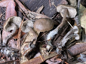  (Myochromella sp. PNW05 - HAY-F-007707)  @11 [ ] by-nc (2023) Damon Tighe Fungal Diversity Survey