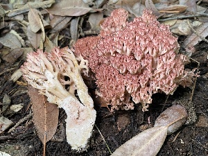  (Ramaria sp. PNW44 - HAY-F-007710)  @11 [ ] by-nc (2023) Damon Tighe Fungal Diversity Survey