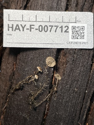  ( - HAY-F-007712)  @11 [ ] by-nc (2023) Damon Tighe Fungal Diversity Survey