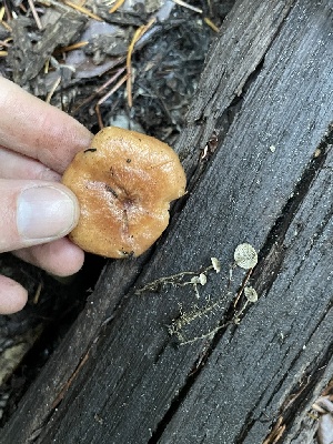  ( - HAY-F-007712)  @11 [ ] by-nc (2023) Damon Tighe Fungal Diversity Survey