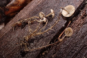 ( - HAY-F-007712)  @11 [ ] by-nc (2023) Damon Tighe Fungal Diversity Survey