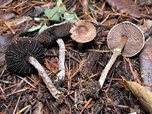  ( - HAY-F-007714)  @11 [ ] by-nc (2023) Damon Tighe Fungal Diversity Survey