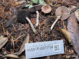  ( - HAY-F-007714)  @11 [ ] by-nc (2023) Damon Tighe Fungal Diversity Survey