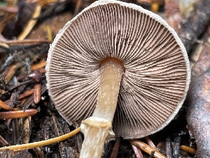 ( - HAY-F-007714)  @11 [ ] by-nc (2023) Damon Tighe Fungal Diversity Survey