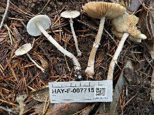  (Leucoagaricus sp. atrodiscus-PNW10 - HAY-F-007715)  @11 [ ] by-nc (2023) Damon Tighe Fungal Diversity Survey