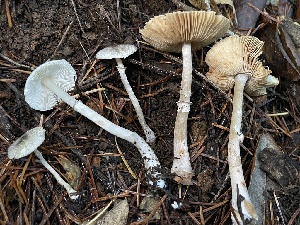  ( - HAY-F-007715)  @11 [ ] by-nc (2023) Damon Tighe Fungal Diversity Survey