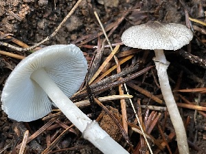  ( - HAY-F-007715)  @11 [ ] by-nc (2023) Damon Tighe Fungal Diversity Survey