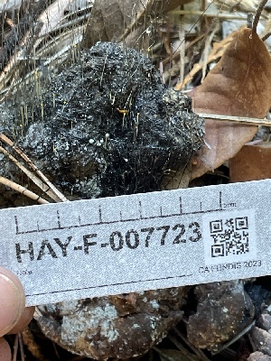  ( - HAY-F-007723)  @11 [ ] by-nc (2023) Damon Tighe Fungal Diversity Survey