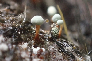  ( - HAY-F-007723)  @11 [ ] by-nc (2023) Damon Tighe Fungal Diversity Survey