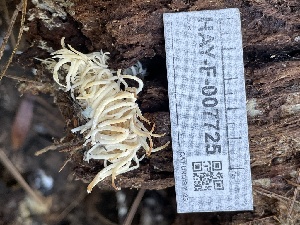  ( - HAY-F-007725)  @11 [ ] by-nc (2023) Damon Tighe Fungal Diversity Survey