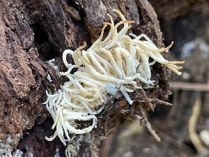  ( - HAY-F-007725)  @11 [ ] by-nc (2023) Damon Tighe Fungal Diversity Survey