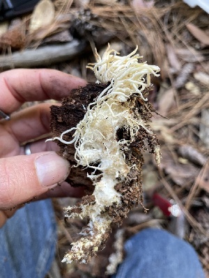  ( - HAY-F-007725)  @11 [ ] by-nc (2023) Damon Tighe Fungal Diversity Survey