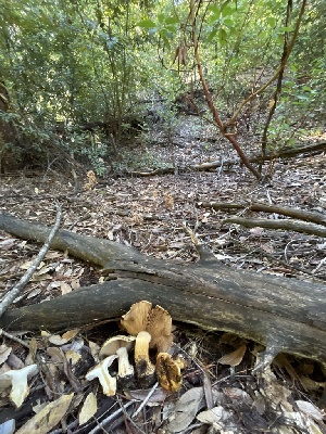  ( - HAY-F-007729)  @11 [ ] by-nc (2023) Damon Tighe Fungal Diversity Survey