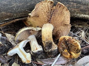  ( - HAY-F-007729)  @11 [ ] by-nc (2023) Damon Tighe Fungal Diversity Survey