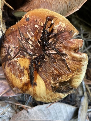  ( - HAY-F-007729)  @11 [ ] by-nc (2023) Damon Tighe Fungal Diversity Survey