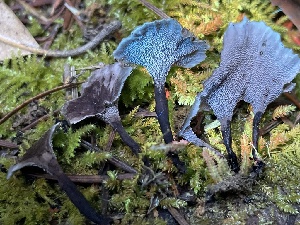  ( - HAY-F-007733)  @11 [ ] by-nc (2023) Damon Tighe Fungal Diversity Survey