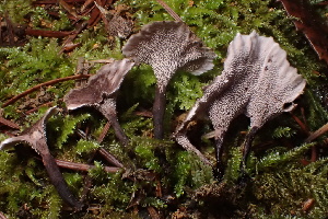  ( - HAY-F-007733)  @11 [ ] by-nc (2023) Damon Tighe Fungal Diversity Survey