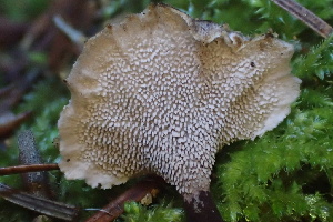  ( - HAY-F-007733)  @11 [ ] by-nc (2023) Damon Tighe Fungal Diversity Survey