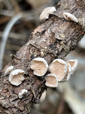  ( - HAY-F-007753)  @11 [ ] by-nc (2023) Damon Tighe Fungal Diversity Survey