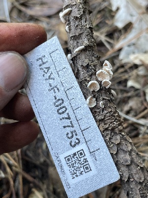  ( - HAY-F-007753)  @11 [ ] by-nc (2023) Damon Tighe Fungal Diversity Survey