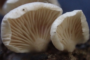  ( - HAY-F-007753)  @11 [ ] by-nc (2023) Damon Tighe Fungal Diversity Survey