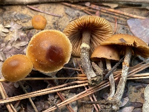  ( - HAY-F-007755)  @11 [ ] by-nc (2023) Damon Tighe Fungal Diversity Survey
