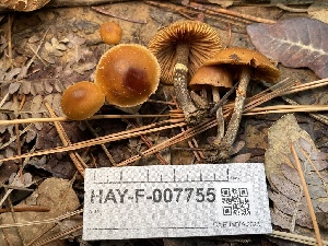  ( - HAY-F-007755)  @11 [ ] by-nc (2023) Damon Tighe Fungal Diversity Survey