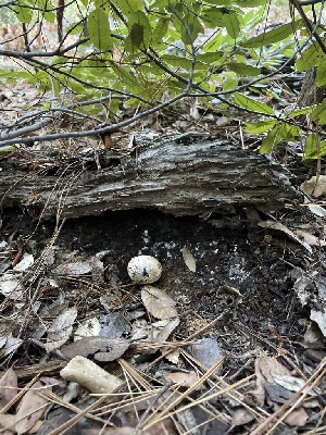  ( - HAY-F-007757)  @11 [ ] by-nc (2023) Damon Tighe Fungal Diversity Survey