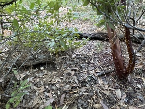  ( - HAY-F-007757)  @11 [ ] by-nc (2023) Damon Tighe Fungal Diversity Survey