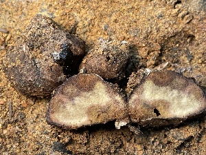  ( - HAY-F-007759)  @11 [ ] by-nc (2023) Damon Tighe Fungal Diversity Survey