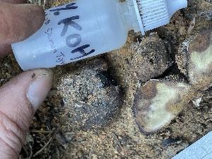  ( - HAY-F-007759)  @11 [ ] by-nc (2023) Damon Tighe Fungal Diversity Survey
